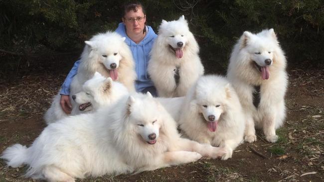 Craigieburn's Atelia Watkins with her six samoyeds Rusty, Scooter, Leon, Snuggles, Tanja and Cuddles.