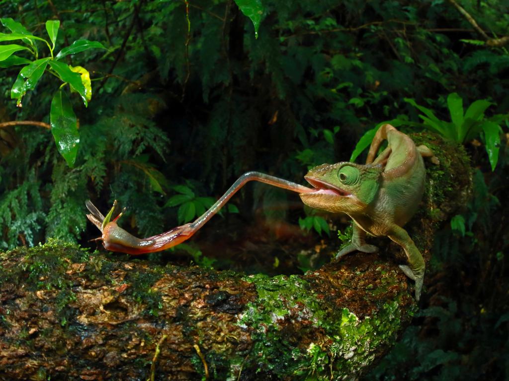 “Chameleon Under Pressure” by photographer Christian Ziegler for National Geographic which won the third prize in the Nature stories category shows a Furcifer Ambrensis female foraging for insects with extendable tongue, Montain d’Ambre, Madagascar, Nov. 29, 2014.(Christian Ziegler/National Geographic, World Press Photo via AP)