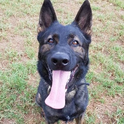 The NSW Police dogs were ‘two valuable members of our organisation’. Picture: NSW Police Force