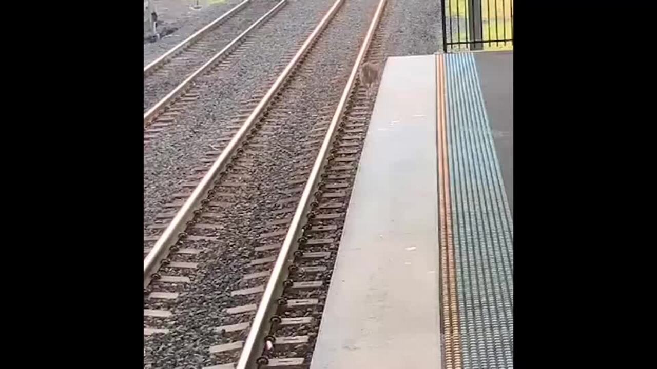 Kangaroos at Kingswood Train Station