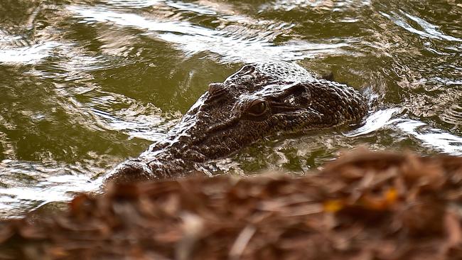 Crocodile caught at Townsville golf course | Townsville Bulletin