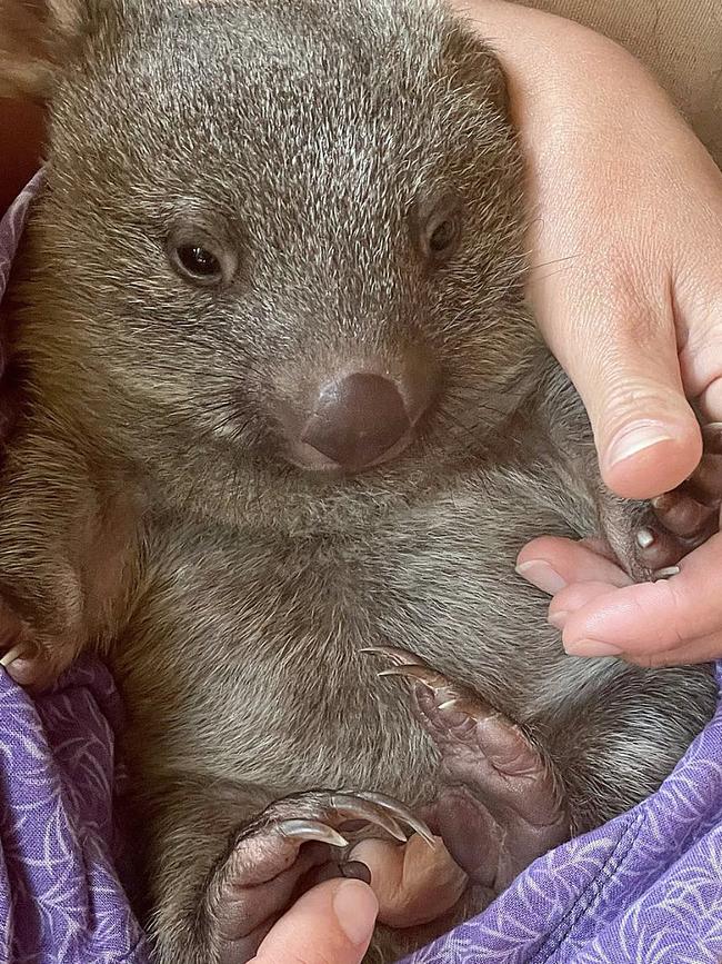 Noel the baby wombat who is being cared for by Wild Hearts Rescue after his mother was hit by a car. Picture: Wild Hearts Rescue