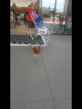 Chicken roaming the Coomera City Shopping Centre