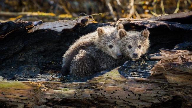 Some of the wildlife at Knight Inlet Lodge.