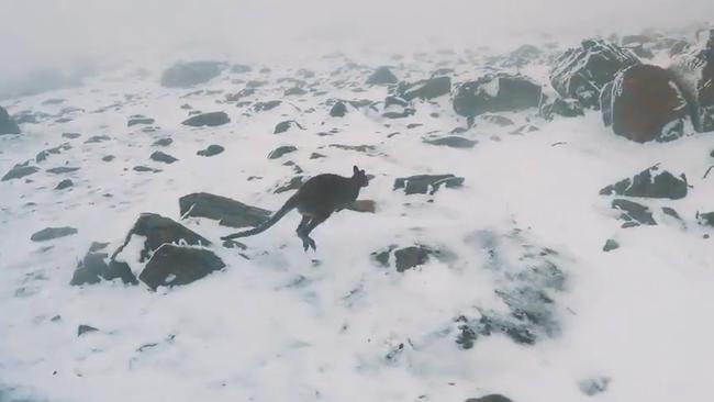 What took you so long? Skippy shows the way up Mt Ossa in Tasmania. Picture: Lucas Wilkinson