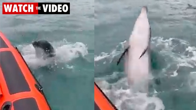 Dolphins leap around boat in 'magical' moment