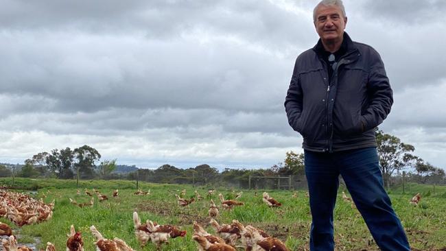 Locked out: Lou Napolitano with his chooks at Somerville egg farm. Picture: Supplied