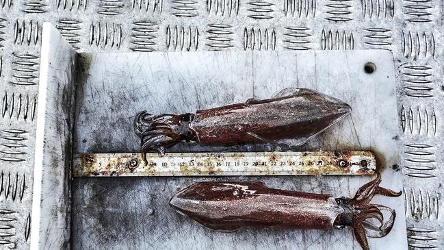 A couple of southern calamari squids lying on the measure board. Picture: Urs Buhlman