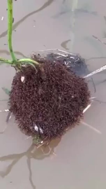 Fire ant nests in Qld floodwaters