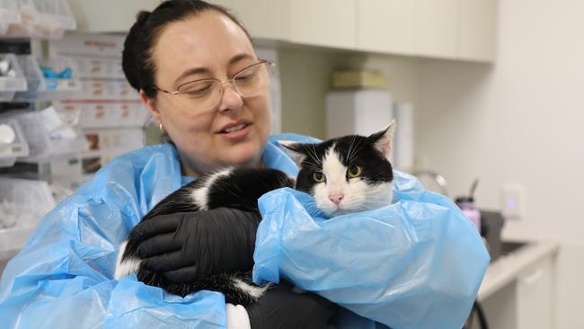 George the cat has been reunited with owner Jessica after more than two years missing. Supplied.