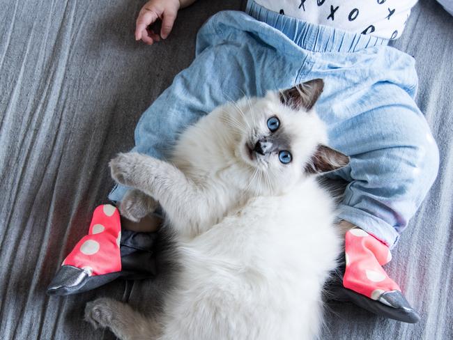 Iggy: Iggy is a rescued seal point ragdoll who now follows his new family everywhere and showers his older sister Holland with love.