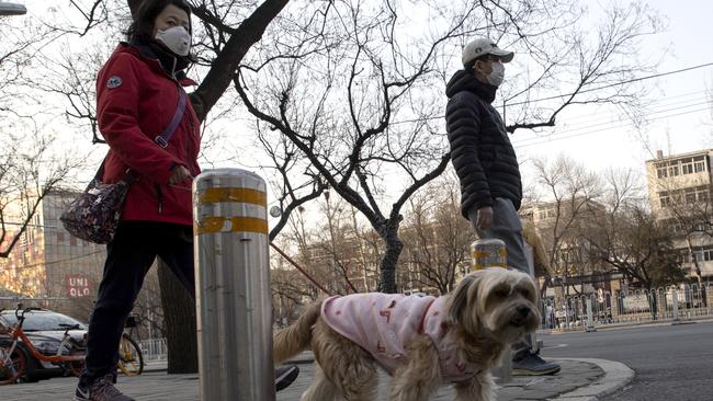 A woman walks her dog in Beijing. Pet cats and dogs cannot pass the coronavirus onto humans, but can test positive for low levels of the pathogen if they catch it from their owners Hong Kong health authorities say. Picture: Ng Han Guan/AP