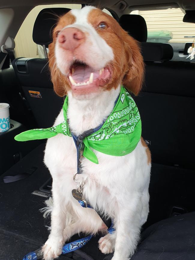 Dexter, sent in by Tash Burford, Hillbank.