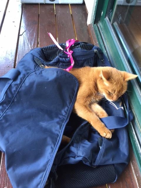SCARLETT: Snoozy Scarlett, an abyssinian, has got this in the bag. She is 16 years old and still going strong.