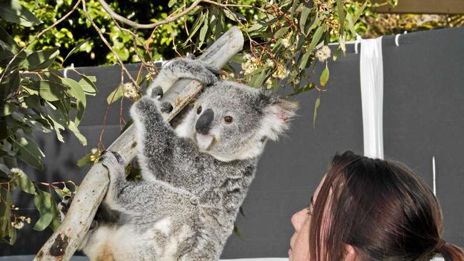 RESCUE: Kiara Hill with Poppy the Koala. Picture: Nev Madsen