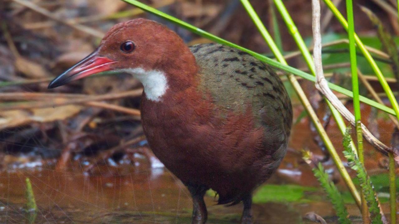 Flightless bird reappears 10,000 years after extinction | The Courier Mail