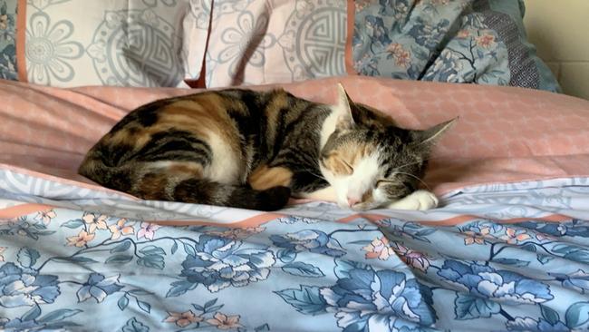 This is Sammi. She’s a 1-year-old kitty. She’s very loving and curious. We often find her sleeping. We have just recently found out she has a heart condition. Picture: Rebecca W