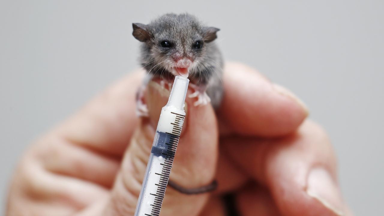 baby pygmy possum