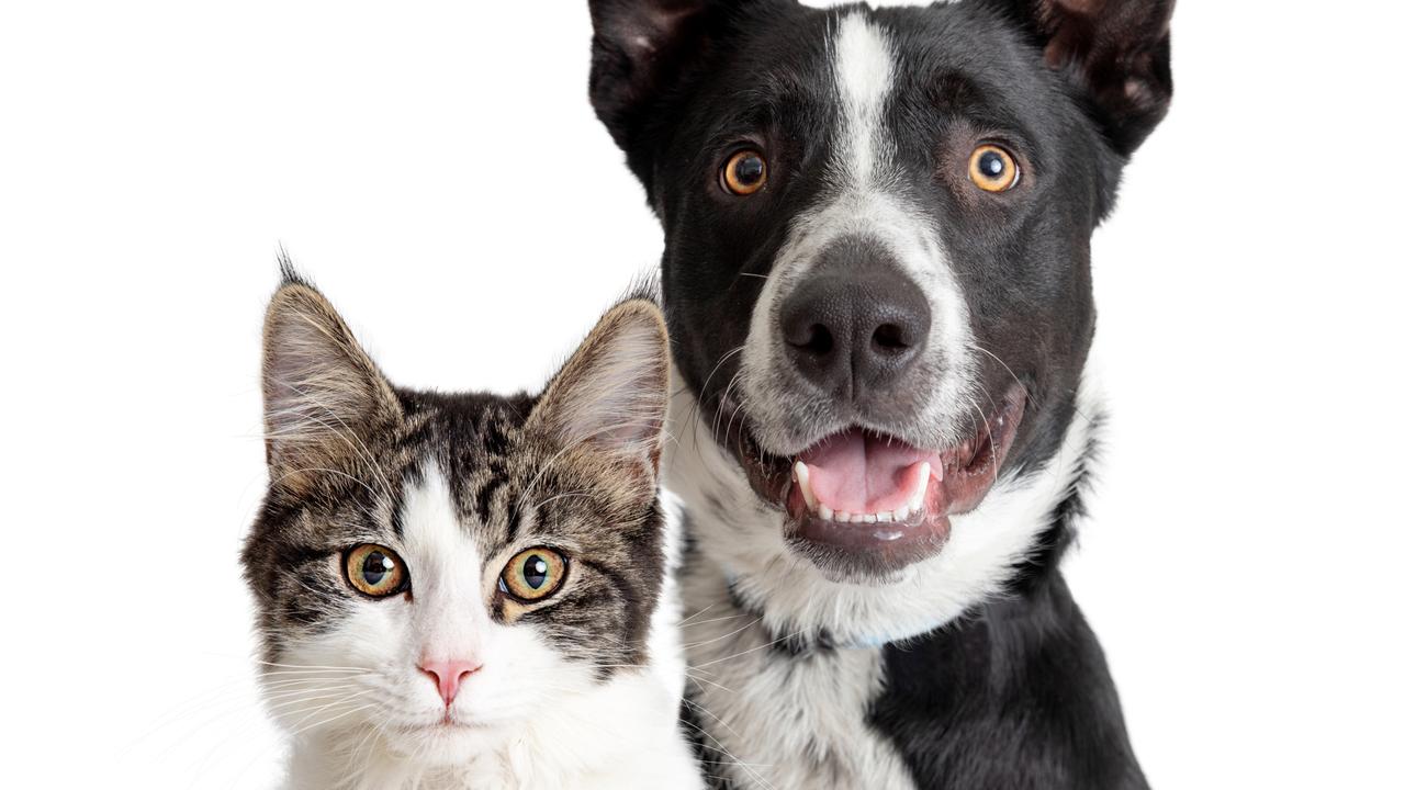 A new app called happy Pets uses AI to report the breed of your dog or cat and the likely emotions it is experiencing. Picture: iStock