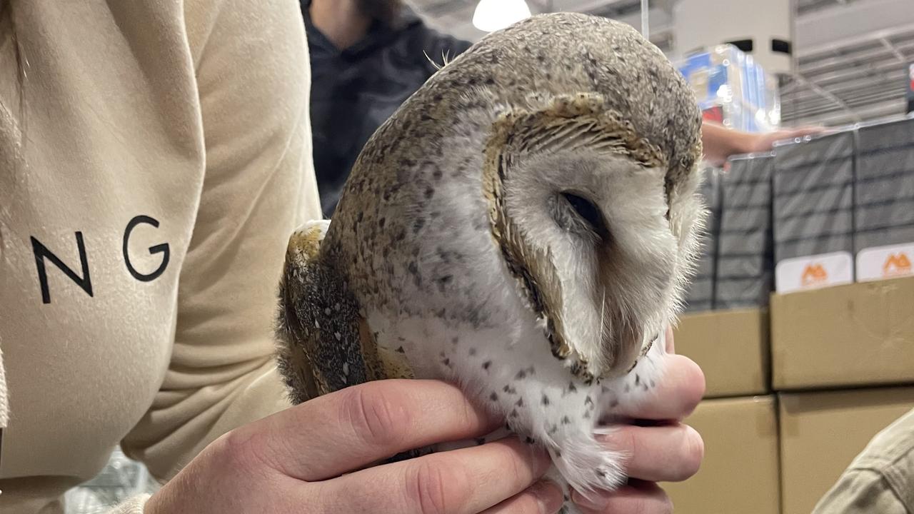 The barn owl was rescued after being stuck inside Bunnings for over a week. Picture: supplied