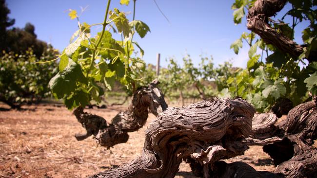 Vineyards at Turkey Flat. The Barossa Valley winery has won this year’s Jimmy Watson Memorial Trophy for its 2016 Grenache.