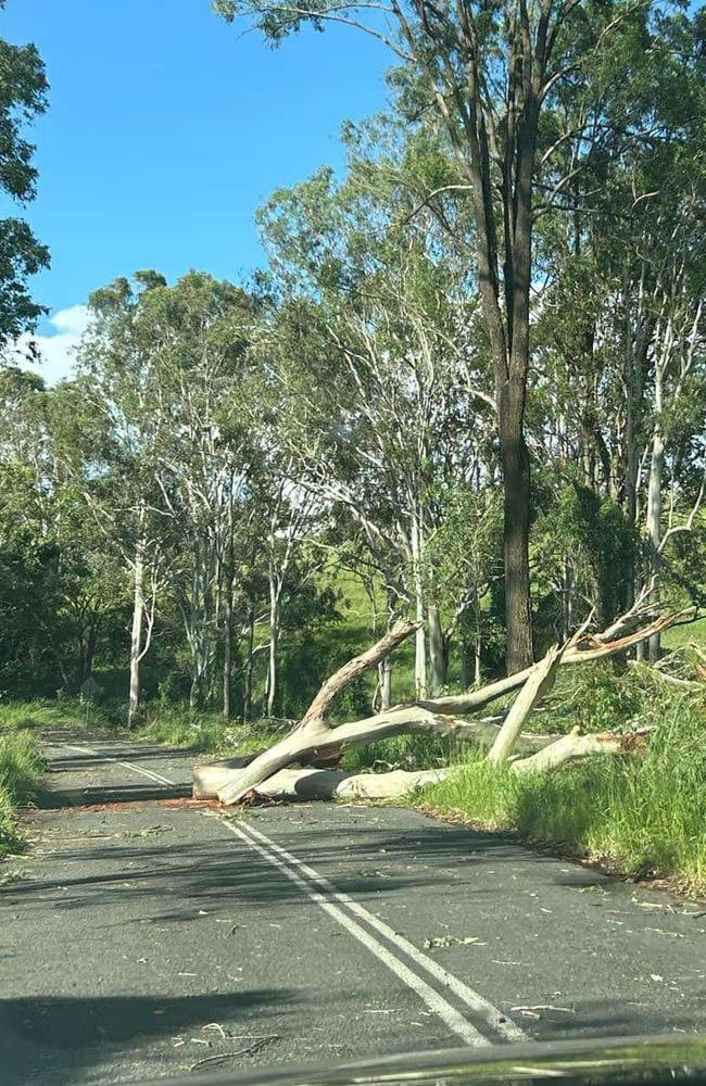 Eel Creek Road at Langshaw near Gympie on Thursday after the storm. Trees were torn down and strewn across roads.