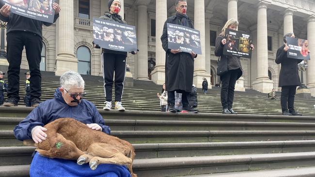 A dead calf was among the animals used as part of the protest. Picture: Supplied