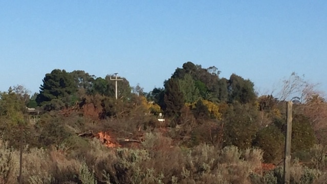 Native vegetation on the property.