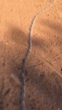 Ridiculously Long Procession Caterpillar Spotted in Alice Springs, Australia