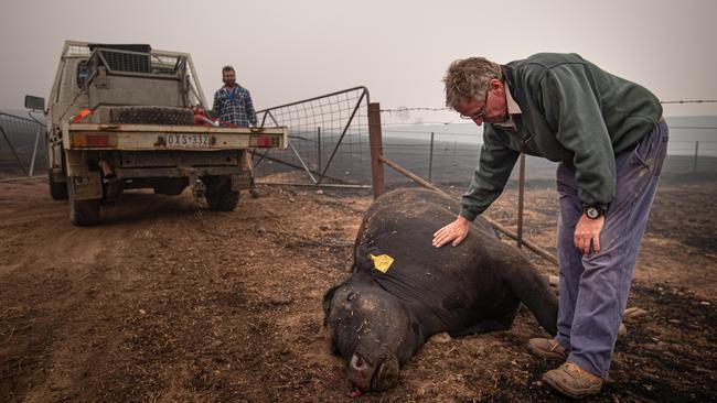 Bill Blair puts a comforting hand on an injured steer before it is euthanised at Corryong, in northeast Victoria. Picture: Jason Edwards