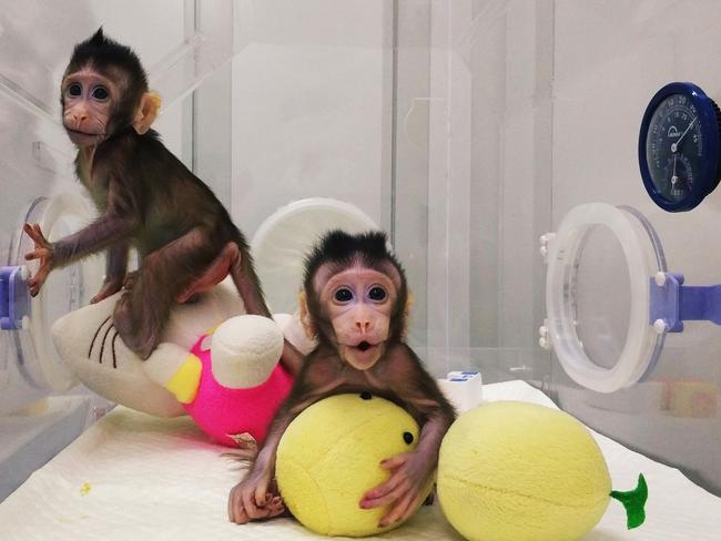 This handout picture released on January 24, 2018 shows monkey clones Zhong Zhong and Hua Hua at a research institution in Suzhou in China's Jiangsu province.