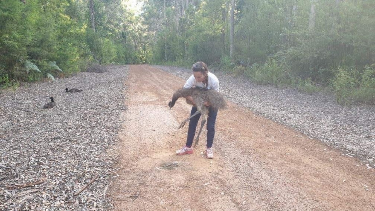 Amaris Wildlife Rehabilitation Sanctuary volunteer Leonie Burt holds one of the emu chicks that were tragically killed in southwest WA’s Hawke National Park. Two other injured chicks lie next to the road. Picture: Facebook