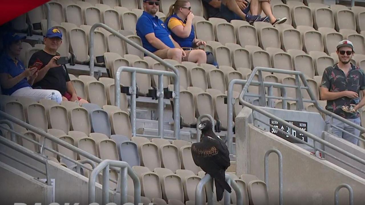 West Coast's mascot Auzzie the Eagle flew around Optus Stadium before the AFLW Derby.