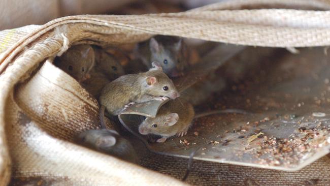 Mice are attacking some cotton crops in NSW, which has previously been unheard of, GrainGrowers chair Brett Hosking says.