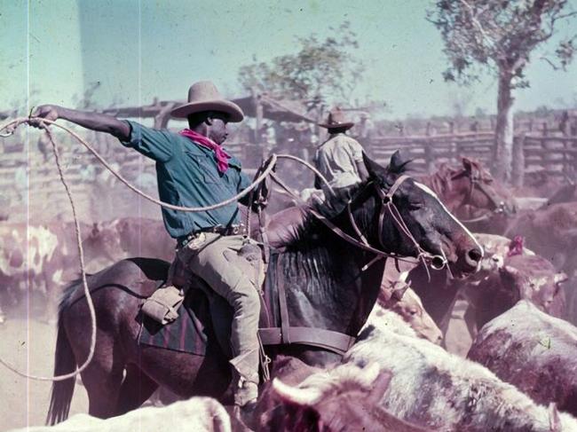 Victoria River Downs Station, Northern Territory, handling of fully grown cleanskin cattle which had been captured in trap yard, 1953 [transparency]. Picture:  Frank H. Johnston