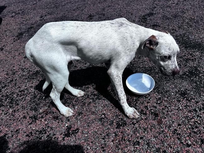 Hughie the dog, who was found under the picnic shelter at the White Mountains National Park rest stop.