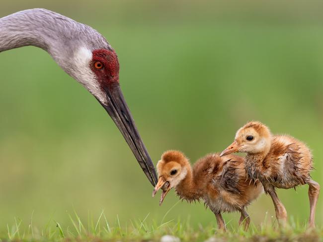 Motherly Love: In the picturesque surroundings of Gainesville, Florida, a Sandhill Crane cares for her colts. Picture: Mario Labado/TNC Photo Contest 2023