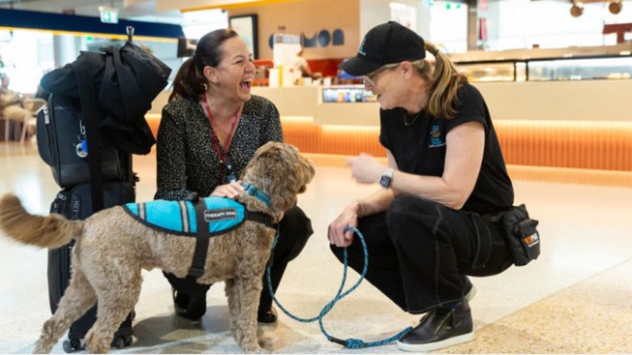 There will be therapy dogs in the domestic and international terminals at Brisbane Airport to reduce stress during the busy school holiday period. Picture: Brisbane Airport