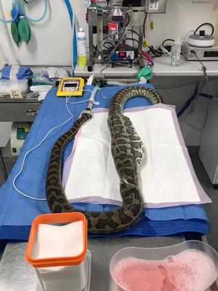 The python on the operating table.