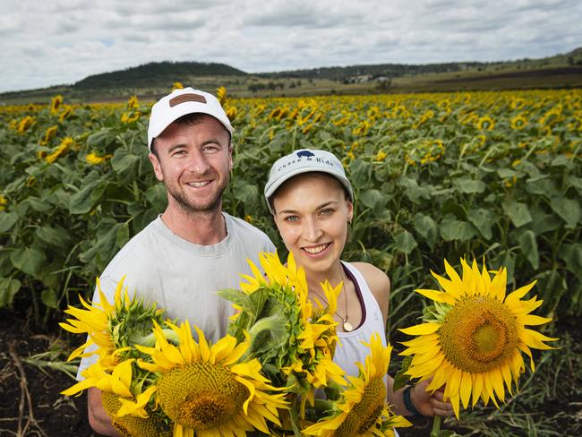 Gallery: Perfect weather for sunflower picking