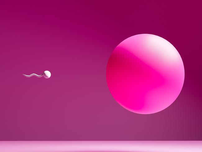 color image of sperm inseminated egg, life concept