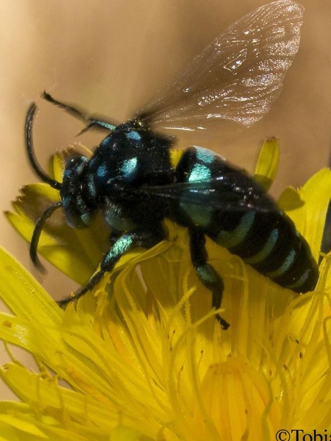 The Australian native neon cuckoo bee (thyreus nitidulus). Picture: Tobias Smith.