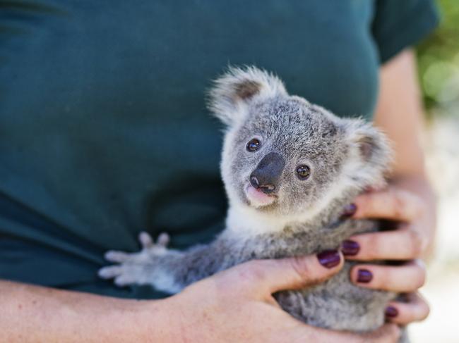 Arlo as a baby. Picture: Supplied