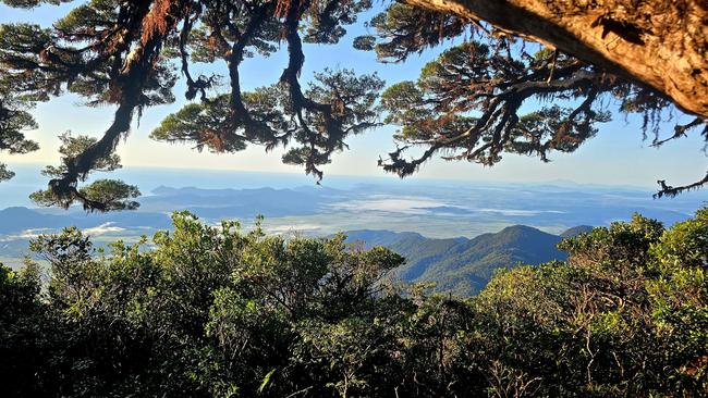 The view from Mount Bellenden Ker in Wooroonooran National Park.