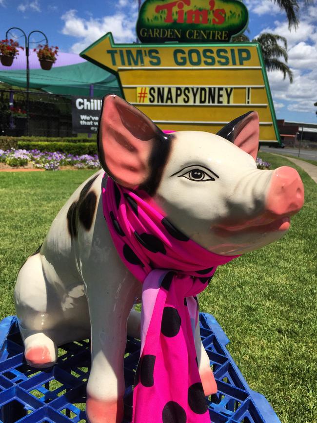 Pig looked stylish during #SnapSydney yesterday.