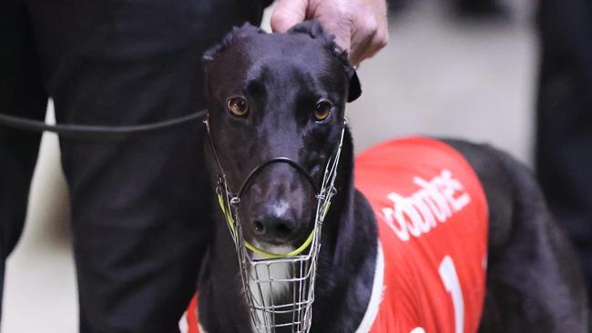 Boston Banner is one of the headline acts in Saturday night's G1 Vic Peters Classic