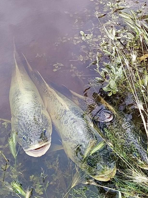 Murray cod struggle for air in the Murray River. Picture: Supplied