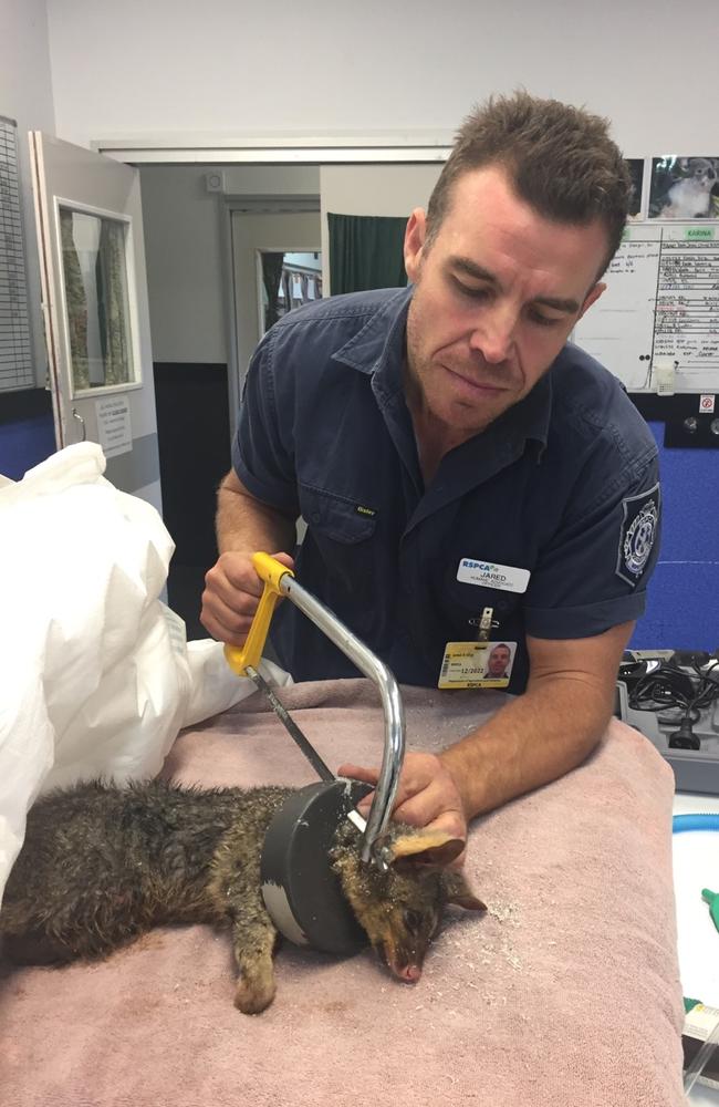 That’s one way to free a foolish possum. RSPCA Wacol animal rescue officer Jared King carefully saws part of a drainpipe off the (sedated) little fellow.