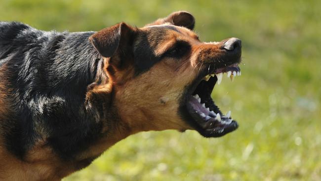 NT Police say they have no authority to handle dog attacks against people or other animals in local government areas, despite the existence of legislation defining those incidents as offences. Picture: iStock