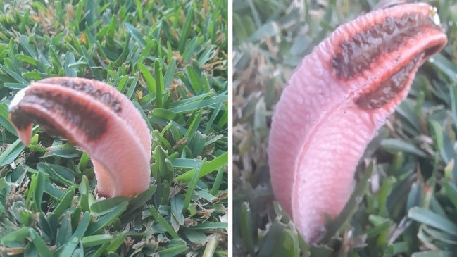 A woman was shocked by this flesh like growth in her backyard. Picture: Facebook